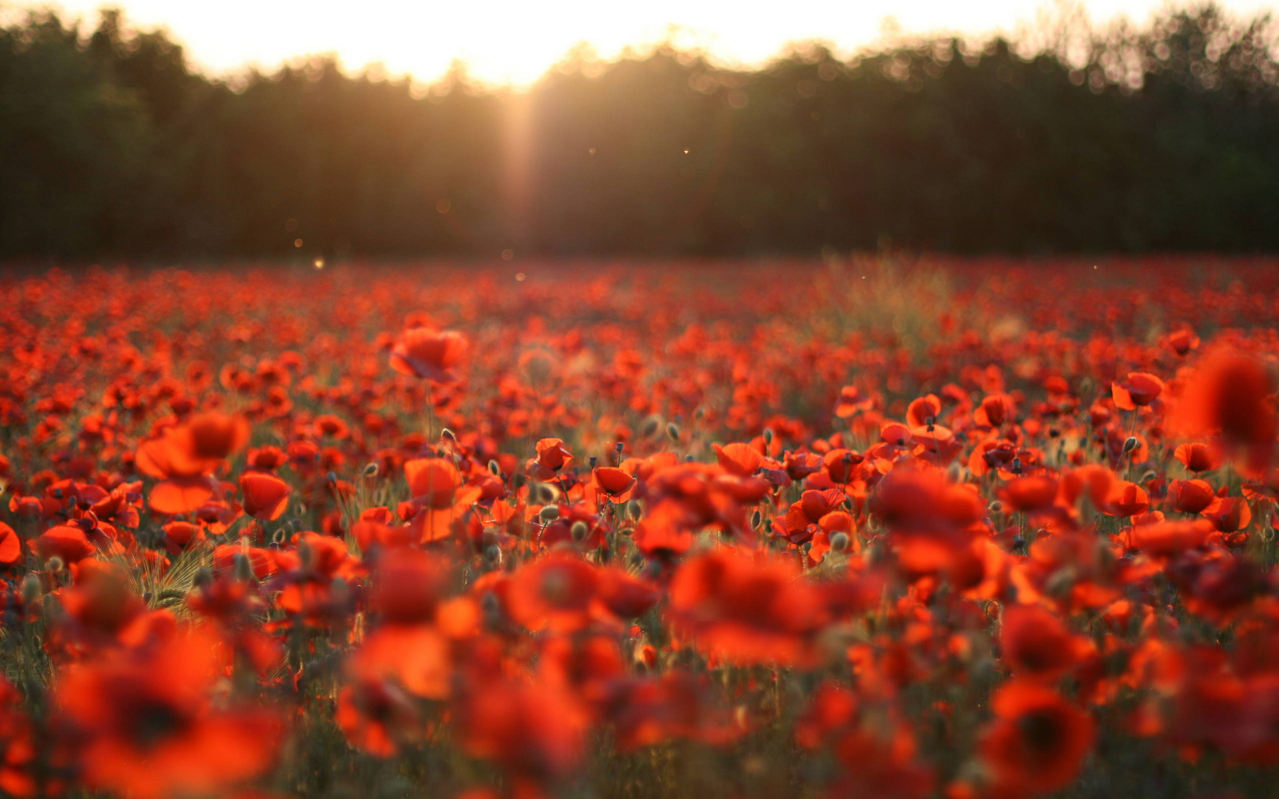 Remembrance